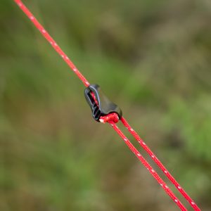 linki w tarpie alpinus